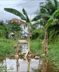 Jalan Cadika Di Tanam Pohon Pisang